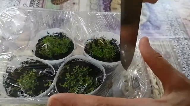 Лобелия. Всходы рассады при выращивания методом без пикировка. смотреть онлайн