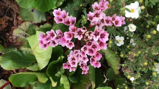 Elephant's ears (Bergenia) - flowers - May 2018 смотреть онлайн