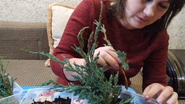 Зимнее черенкование можжевельника смотреть онлайн