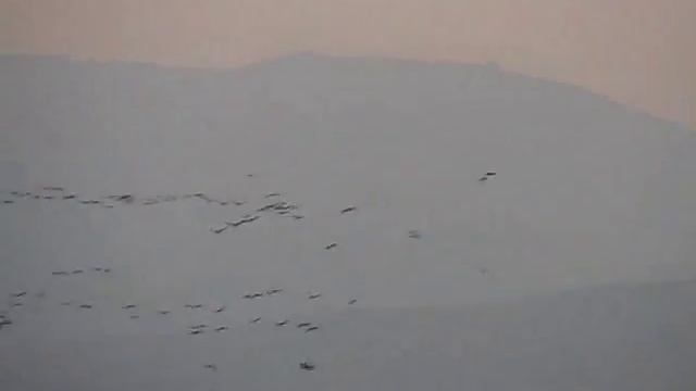 Cranes of the Hula Valley смотреть онлайн