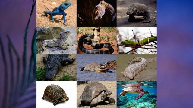 §21 "Позвоночные", Биология 5 класс, Сивоглазов, Плешаков смотреть онлайн