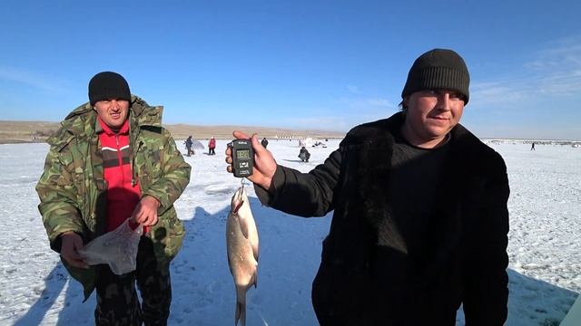Рыбалка в Казахстане зимой. Тараз, Терс, Конкурс Трофей. смотреть онлайн