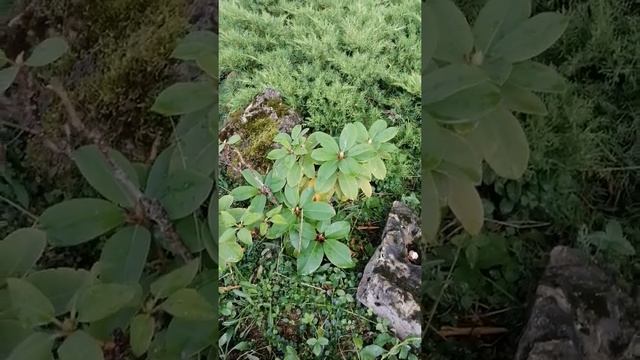 Строительные Чудеса