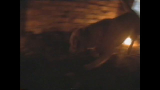 Наши тесты собак к9 часть 2 . Запись 2002 года.Our K9 dog tests part 2 . Recorded in 2002. смотреть онлайн