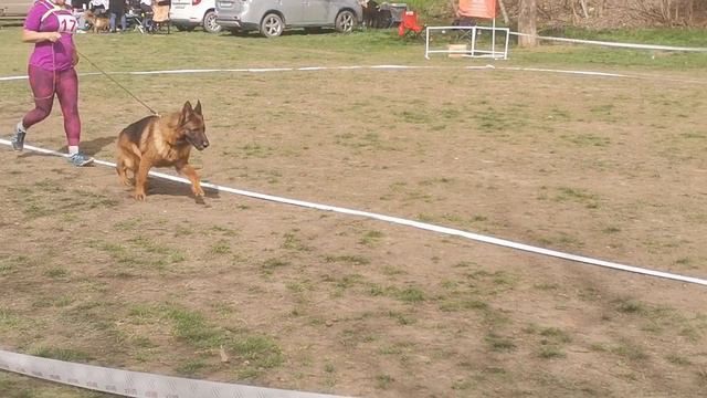 Ветераны кобели 1