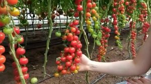 Томат черри Терек F1