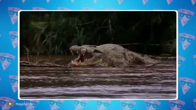 100 Самых Опасных Рептилий В Мире