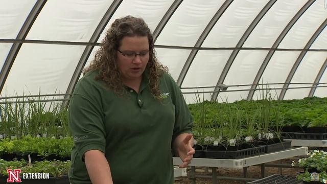 Fusarium Potato Rot смотреть онлайн