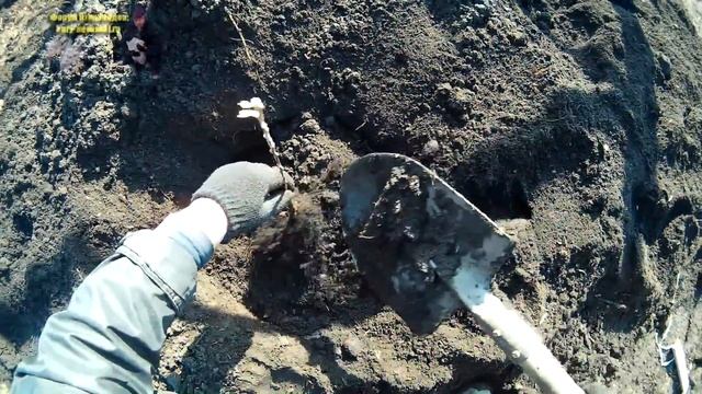 Яблони посадка саженцев | Жизнь в селе смотреть онлайн