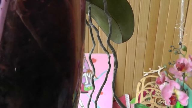 грибы в горшке с орхидеей . Неправильный полив? Откуда споры грибов в горшке? смотреть онлайн