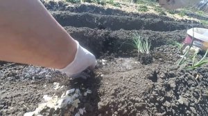 Как высаживать рассаду лука порея в грунт