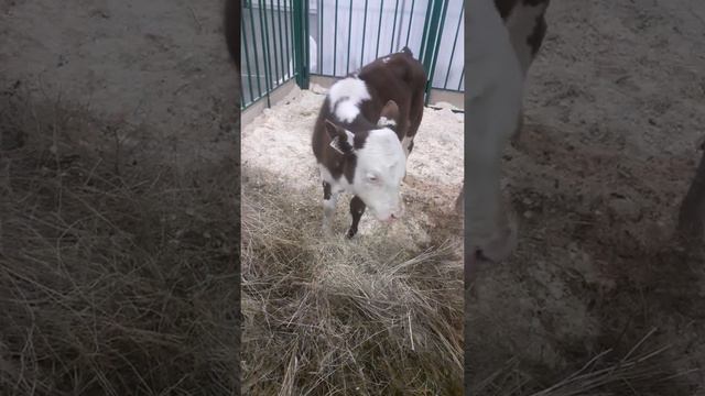 теленок смотреть онлайн