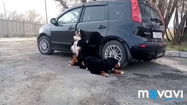 СМЕЛЫЙ БЕРН лает на АЛАБАЯ. смотреть онлайн