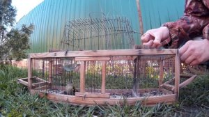 Ловля певчей птицы 2021. Чиж, чиж, чиж, зеленушка,  Ловля птиц на западок. Жизнь в деревне.