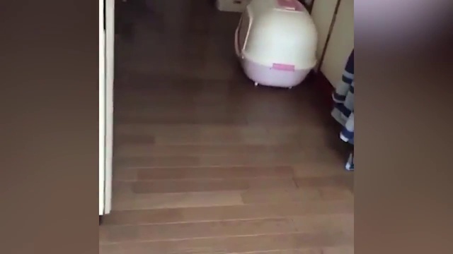 Смешные животные смотреть онлайн