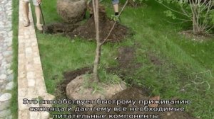 Яблоня Бельфлер Китайка