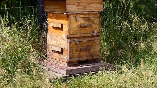Рой в улье Варре - мой опыт жизни с пчёлами в самодельном улье смотреть онлайн