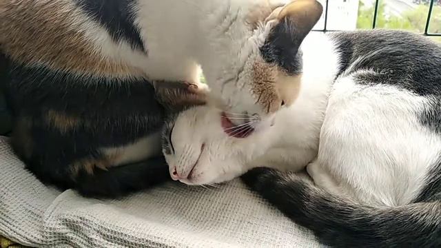 Кошки умываются смотреть онлайн