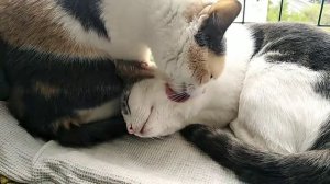 Кошки умываются