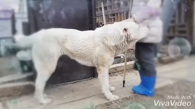 ЗУР БАШИ питомник Среднеазиатских овчарок г.Уфа🐾 смотреть онлайн