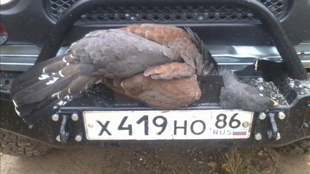 ЗИМНЯЯ ОХОТА смотреть онлайн