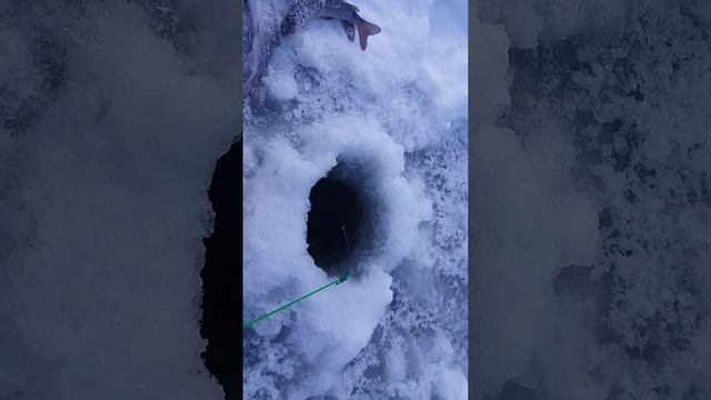 Лучшая приманка на Ленка, Хариуса! смотреть онлайн