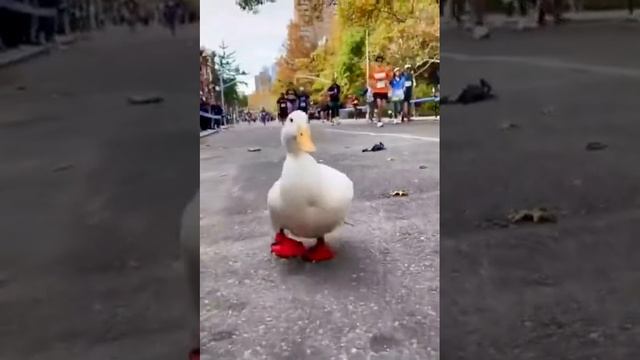 Чемпион по жизни смотреть онлайн