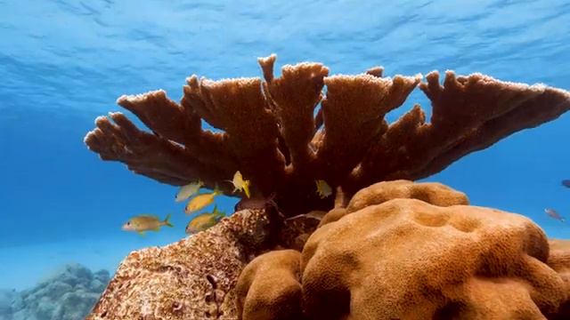 8K Stunning Underwater Wonders of the Red Sea + Relaxing Music - Coral Reefs & Colorful Sea Life смотреть онлайн