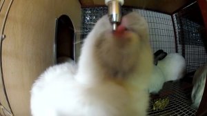 Поилки для кроликов, ниппельное поение