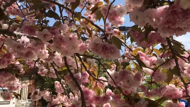 МАХРОВАЯ САКУРА В ЛИСТВЕ , КОВЁР ИЗ ЛЕПЕСТКОВ САКУРЫ смотреть онлайн