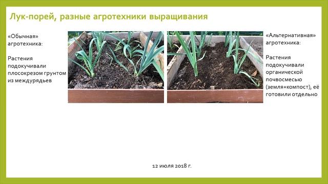 Лук-порей, агротехника выращивания, видеолекция