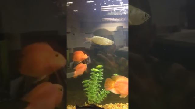 Jardini Australian arowana, iridescent shark, red parrot, ploypterus, Plecoptera смотреть онлайн