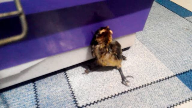 Птенец синицы требует есть. смотреть онлайн