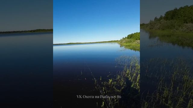 ЩУКА как АКУЛА #рыбалка #щука #спининг #fishing #pike #pikefishing #воблер #плавающ смотреть онлайн