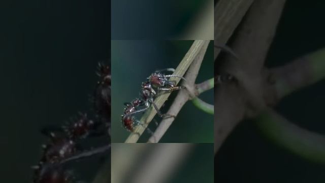 Самый страшный враг насекомых - кордицепс смотреть онлайн