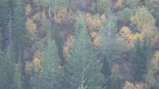 Monster 9x9 Solo Elk Hunt - Stuck N the Rut 57 смотреть онлайн