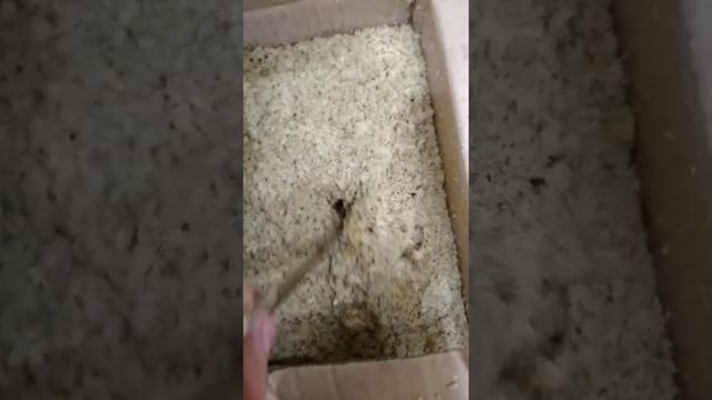 Моль съела семечки смотреть онлайн