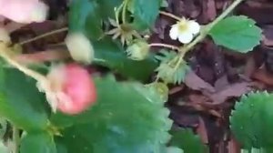 Земляника (клубника) Свит Эви