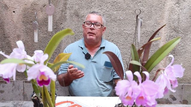 O PERFUME DA CATTLEYA VIOLACEA NO AMAZONAS QUE ESPANTOU PÁSSAROS E TROUXE AS ABELHAS