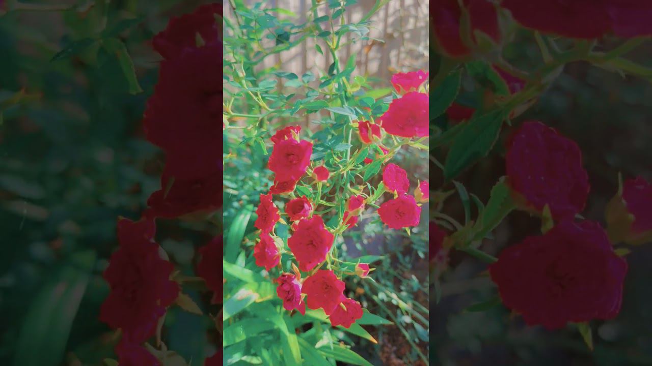 Ред Фейри - почвопокровные розы смотреть онлайн