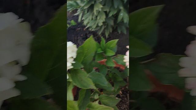 Гортензия Литл Фреско, чудесница! смотреть онлайн