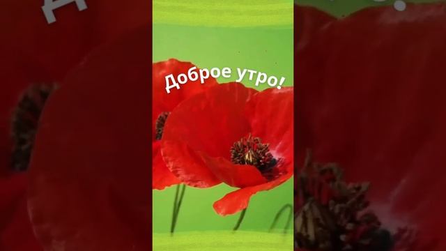 Видео С Добрым утром! Красный Мак смотреть онлайн