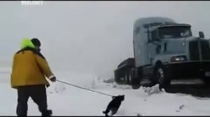 Бомбейская кошка