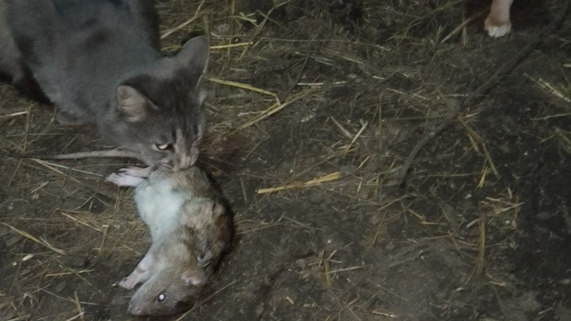 Кошка поймала крысу смотреть онлайн