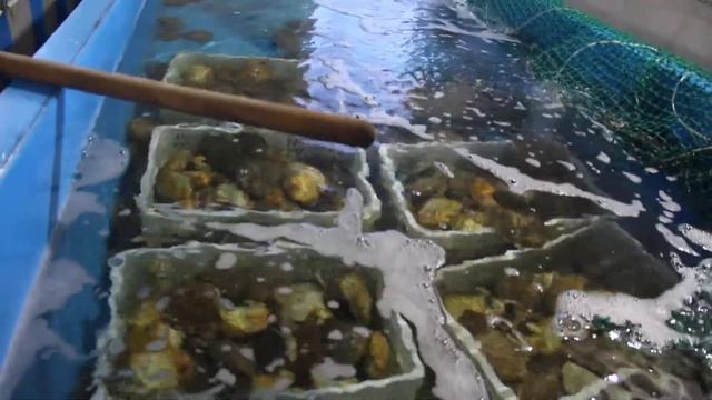 Морская ферма гребешка и трепанга во Владивостоке смотреть онлайн