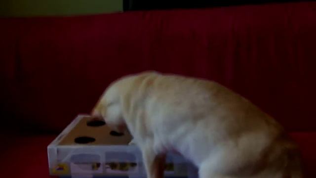 Бурманский кот и игрушка из коробки с дырками. смотреть онлайн