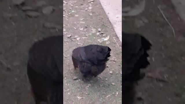 куры Маранс Маран черно медный куры несущие пасхальные яйца характеристика содержание птицеводство смотреть онлайн