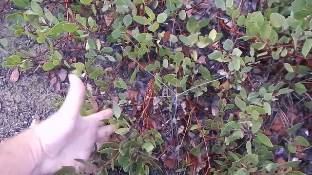 Kinnickinnick (Arctostaphylos uva-ursi) смотреть онлайн