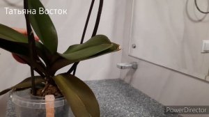 Удобрение для продолжительного и обильного цветения орхидеи!#Fertilizer for orchids#