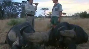 Профессиональная Охота в Серенгети Африка 2015